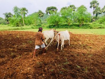 The first thing to do before harvesting is to plow the land is most beautiful 