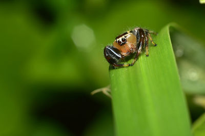 Close-up of insect on leaf