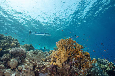 Barracuda on top of a colorful reef of the red sea