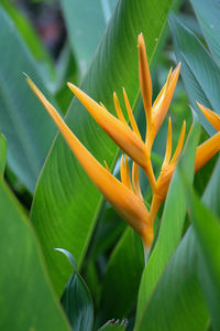 Close-up of orange flowering plant