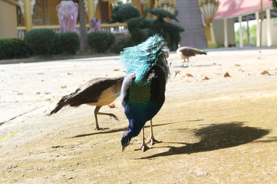 View of a peacock