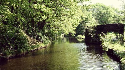 Scenic view of river amidst trees against sky