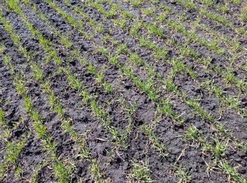 Full frame shot of plants growing on field