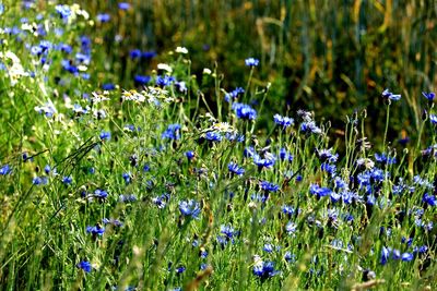 Close-up of purple flowering plants on field