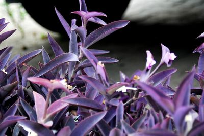 Close-up of flowers blooming outdoors