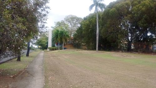 Empty road along trees