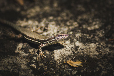 Close-up of lizard