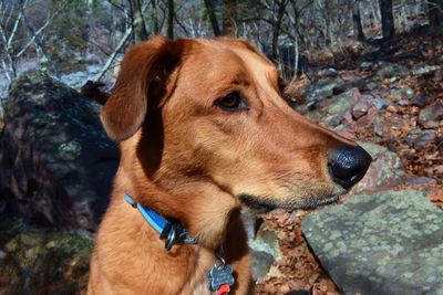 Close-up of dog looking away