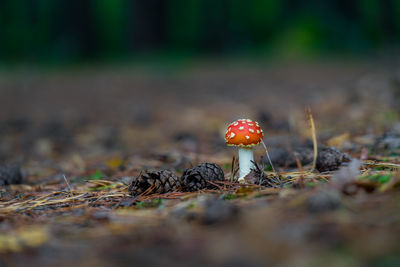 Close-up of mushroom growing on field 