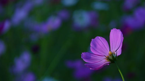 Close-up of purple flower