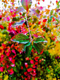 Close-up of red flowering plant