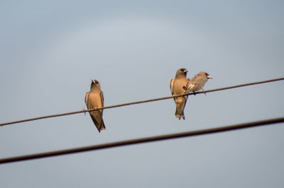 Low angle view of birds perching on cable against sky