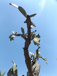 Low angle view of trees against blue sky