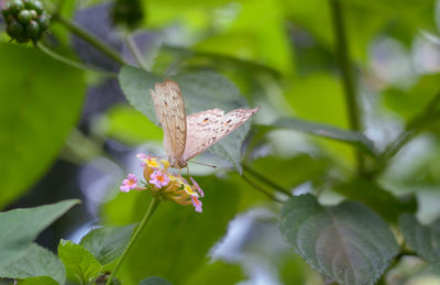 Close-up of butterfly pollinating on flower