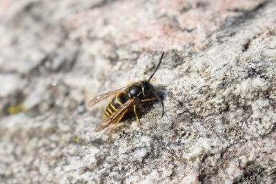 Close-up of insect on rock