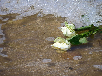 Close-up of water