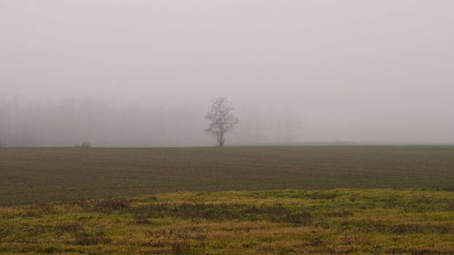 Trees on field against sky