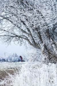 Scenic view of snow