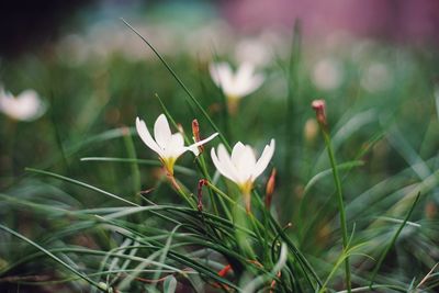 Close-up of white crocus flowers on field