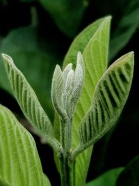 Close-up of green leaves on plant