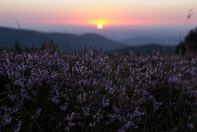 Purple flowering plants on field against sky during sunset