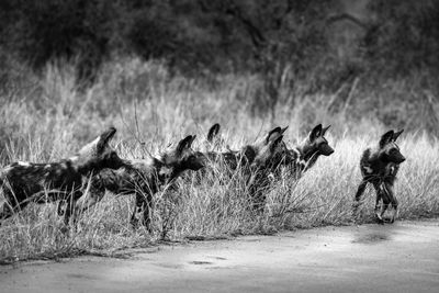 Wild dogs on road in kruger
