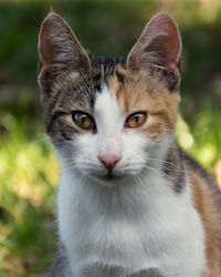 Close-up portrait of cat