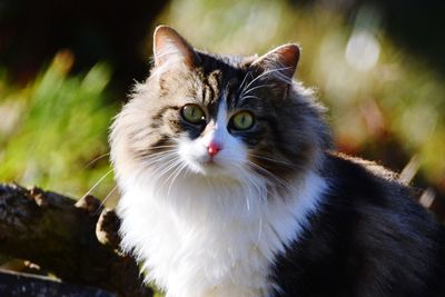 Close-up portrait of cat by white outdoors