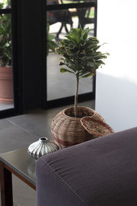 Plant on table at home