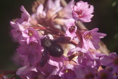 Close-up of insect on pink flowering plant