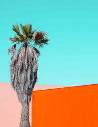 Fashion tropical minimal location. orange wall and palm canary islands. travel advertising 