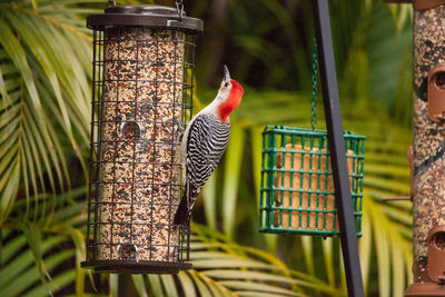 Close-up of bird perching in cage