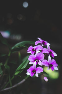 Close-up of purple flowering plant