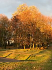 Trees on field against sky during autumn