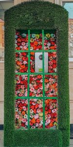 Close-up of multi colored flowering plants on wall