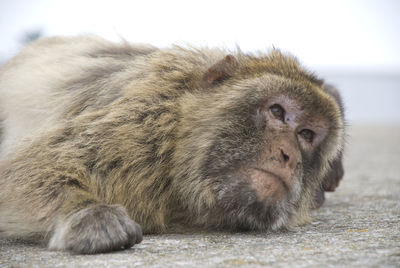 Barbary macaque of gibraltar laying on ground 