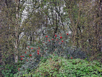 Plants growing on field in forest