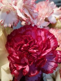 Close-up of pink rose flower