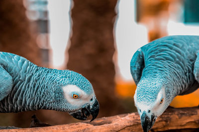 Close-up of parakeets in zoo