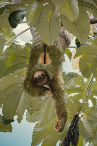 Low angle view of monkey on tree