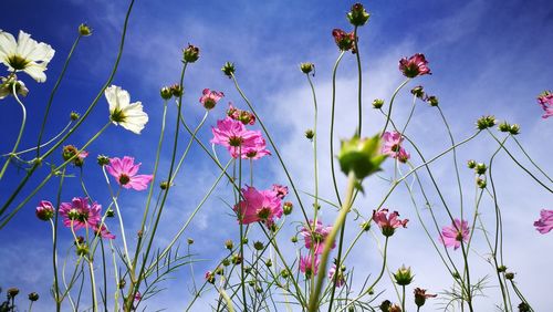 Close-up of pink flowering plants against blue sky