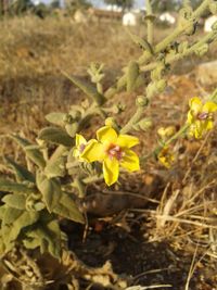 Close-up of yellow flowers blooming on field