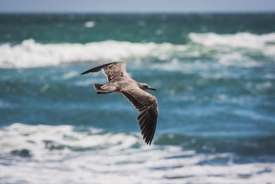 Bird flying over sea