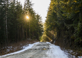 Road amidst trees in forest during winter