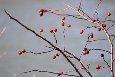 Red berries growing on tree