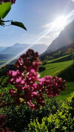 Pink flowering plants on field against sky