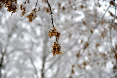 Close-up of frozen plant hanging on tree during winter