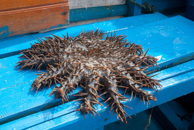 Crown-of-thorns starfish in bunaken national marine park