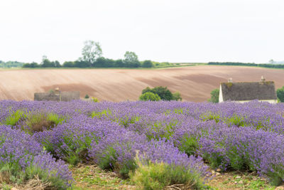 Purple flowering plants on field by land against clear sky