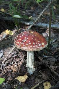 Close-up of mushrooms growing in forest